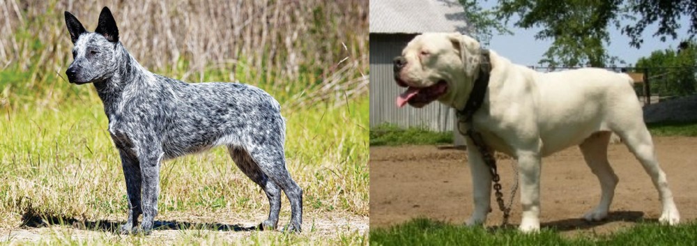 Hermes Bulldogge vs Australian Stumpy Tail Cattle Dog - Breed Comparison