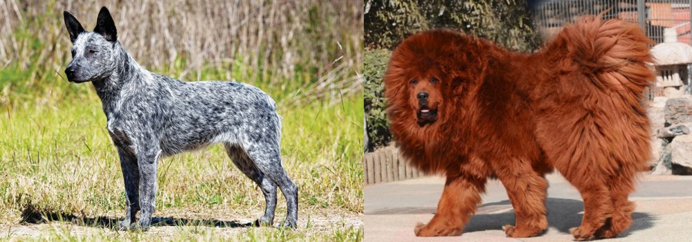 Himalayan Mastiff vs Australian Stumpy Tail Cattle Dog - Breed Comparison