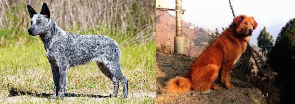 Himalayan Sheepdog vs Australian Stumpy Tail Cattle Dog - Breed Comparison