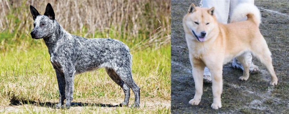 Hokkaido vs Australian Stumpy Tail Cattle Dog - Breed Comparison