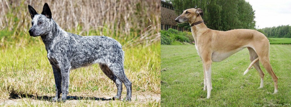 Hortaya Borzaya vs Australian Stumpy Tail Cattle Dog - Breed Comparison