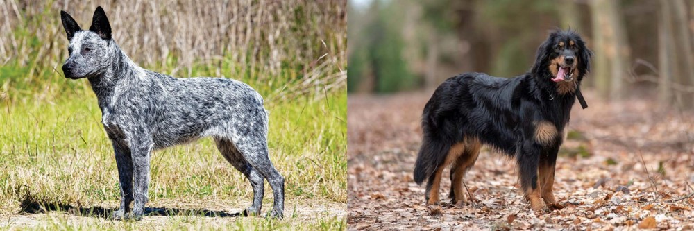 Hovawart vs Australian Stumpy Tail Cattle Dog - Breed Comparison
