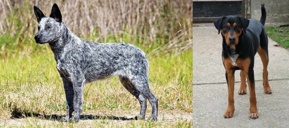 Hungarian Hound vs Australian Stumpy Tail Cattle Dog - Breed Comparison