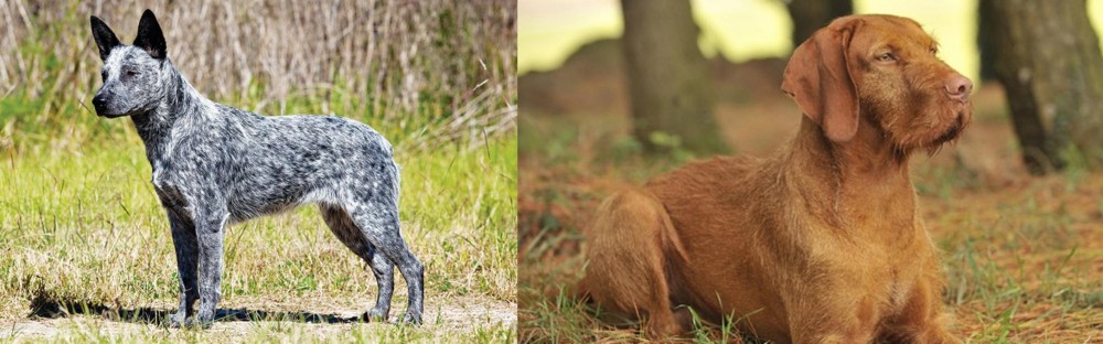 Hungarian Wirehaired Vizsla vs Australian Stumpy Tail Cattle Dog - Breed Comparison