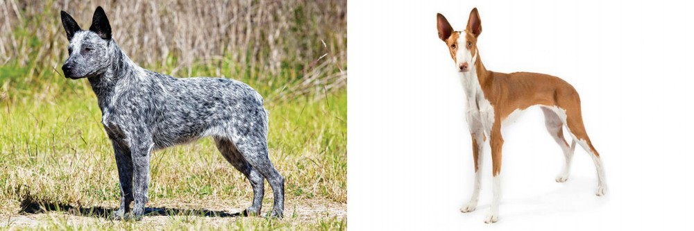 Ibizan Hound vs Australian Stumpy Tail Cattle Dog - Breed Comparison
