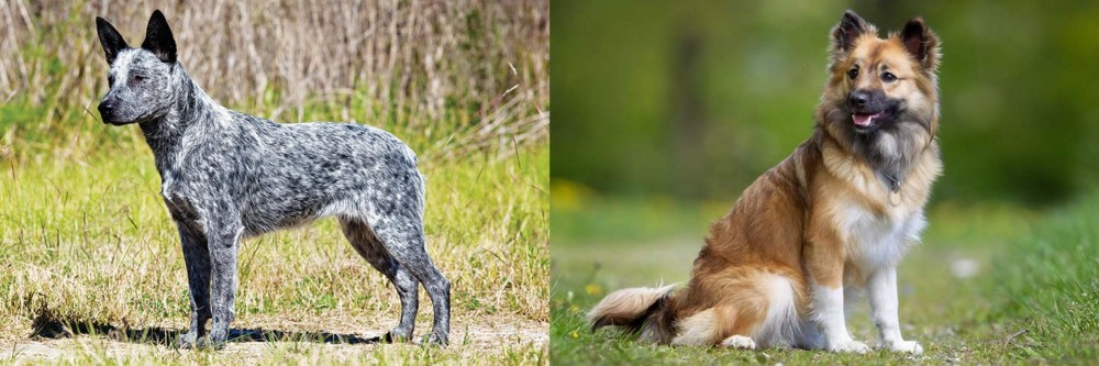 Icelandic Sheepdog vs Australian Stumpy Tail Cattle Dog - Breed Comparison