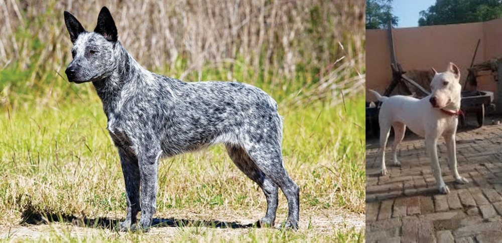 Indian Bull Terrier vs Australian Stumpy Tail Cattle Dog - Breed Comparison