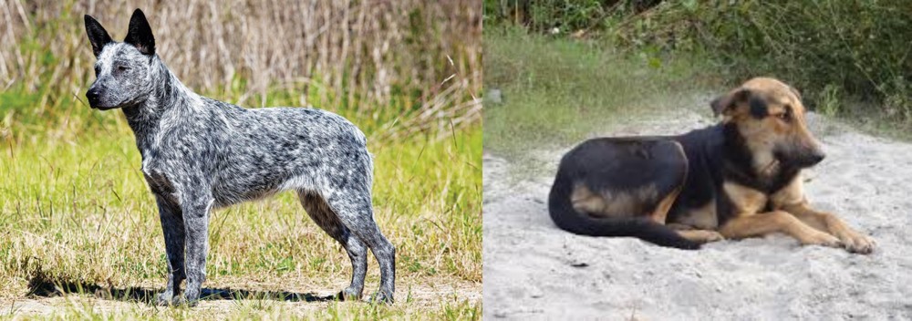 Indian Pariah Dog vs Australian Stumpy Tail Cattle Dog - Breed Comparison