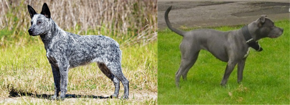 Irish Bull Terrier vs Australian Stumpy Tail Cattle Dog - Breed Comparison