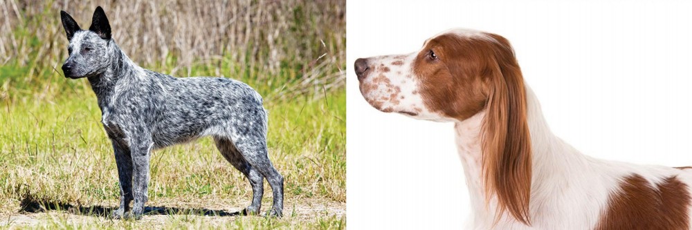 Irish Red and White Setter vs Australian Stumpy Tail Cattle Dog - Breed Comparison