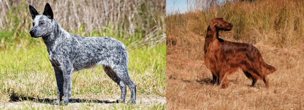 Irish Setter vs Australian Stumpy Tail Cattle Dog - Breed Comparison
