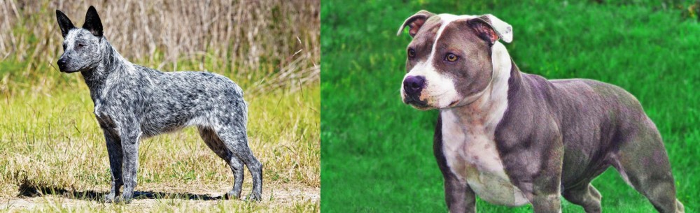 Irish Staffordshire Bull Terrier vs Australian Stumpy Tail Cattle Dog - Breed Comparison