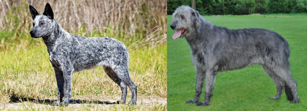 Irish Wolfhound vs Australian Stumpy Tail Cattle Dog - Breed Comparison
