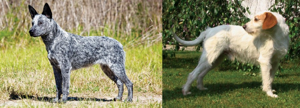 Istarski Ostrodlaki Gonic vs Australian Stumpy Tail Cattle Dog - Breed Comparison