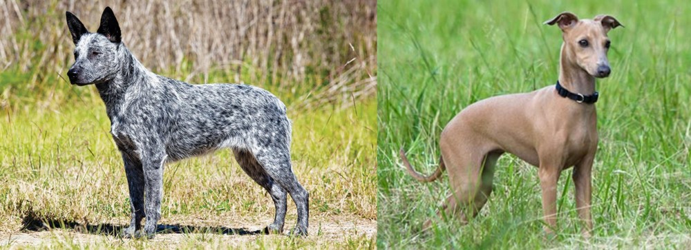 Italian Greyhound vs Australian Stumpy Tail Cattle Dog - Breed Comparison