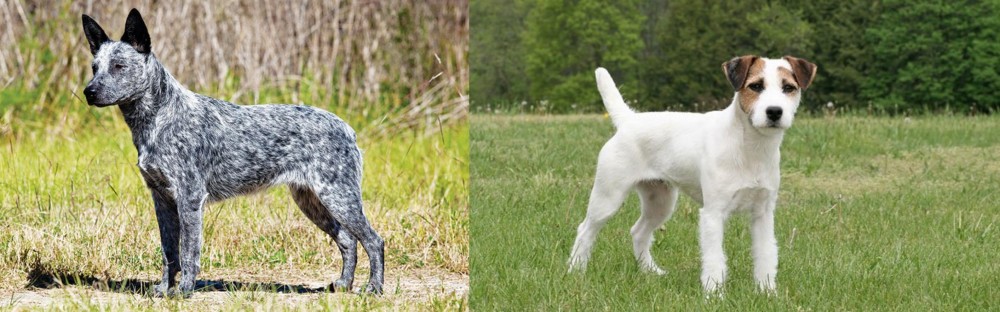Jack Russell Terrier vs Australian Stumpy Tail Cattle Dog - Breed Comparison
