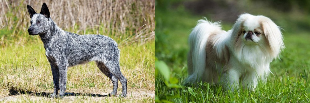 Japanese Chin vs Australian Stumpy Tail Cattle Dog - Breed Comparison