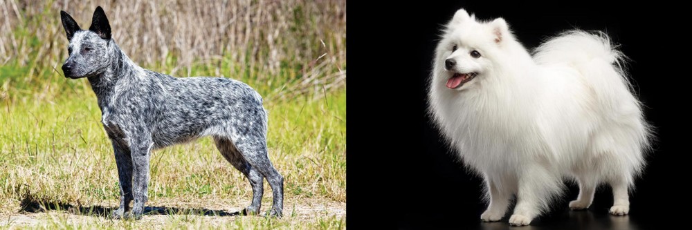 Japanese Spitz vs Australian Stumpy Tail Cattle Dog - Breed Comparison