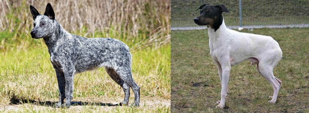 Japanese Terrier vs Australian Stumpy Tail Cattle Dog - Breed Comparison