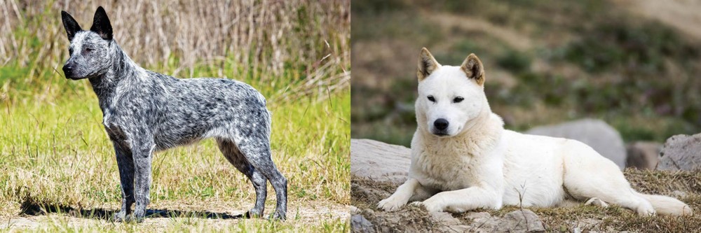 Jindo vs Australian Stumpy Tail Cattle Dog - Breed Comparison