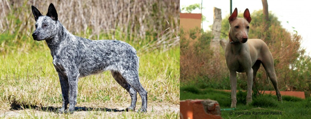 Jonangi vs Australian Stumpy Tail Cattle Dog - Breed Comparison