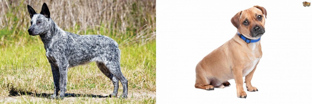 Jug vs Australian Stumpy Tail Cattle Dog - Breed Comparison