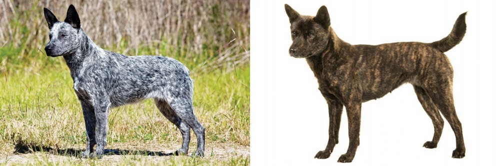 Kai Ken vs Australian Stumpy Tail Cattle Dog - Breed Comparison