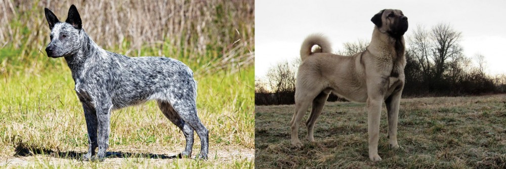 Kangal Dog vs Australian Stumpy Tail Cattle Dog - Breed Comparison