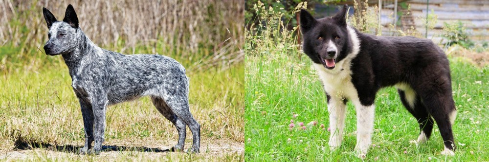 Karelian Bear Dog vs Australian Stumpy Tail Cattle Dog - Breed Comparison