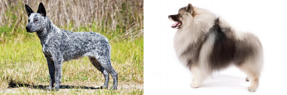 Keeshond vs Australian Stumpy Tail Cattle Dog - Breed Comparison