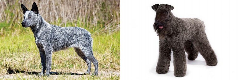 Kerry Blue Terrier vs Australian Stumpy Tail Cattle Dog - Breed Comparison