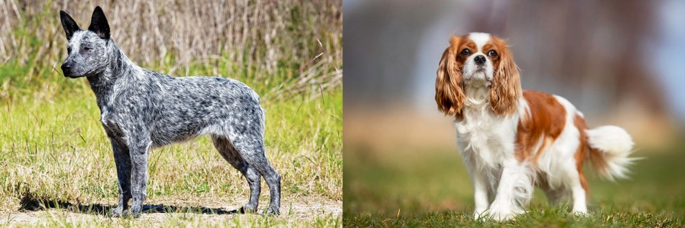 King Charles Spaniel vs Australian Stumpy Tail Cattle Dog - Breed Comparison