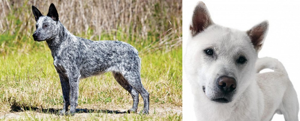 Kishu vs Australian Stumpy Tail Cattle Dog - Breed Comparison