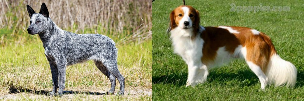 Kooikerhondje vs Australian Stumpy Tail Cattle Dog - Breed Comparison