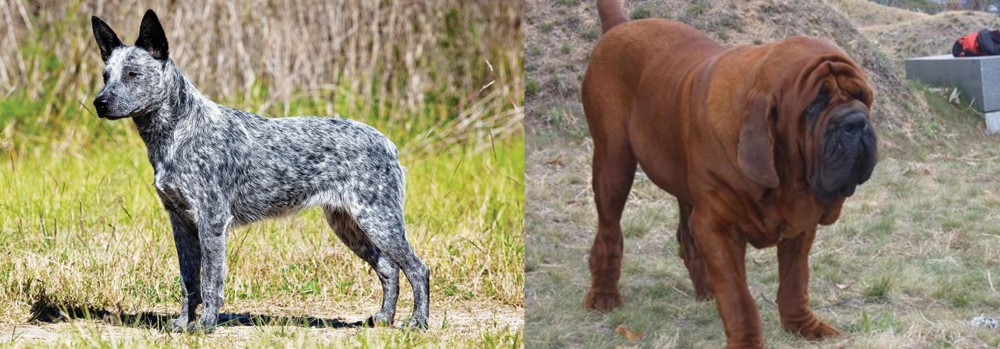 Korean Mastiff vs Australian Stumpy Tail Cattle Dog - Breed Comparison