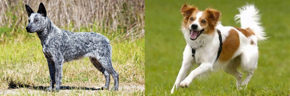 Kromfohrlander vs Australian Stumpy Tail Cattle Dog - Breed Comparison