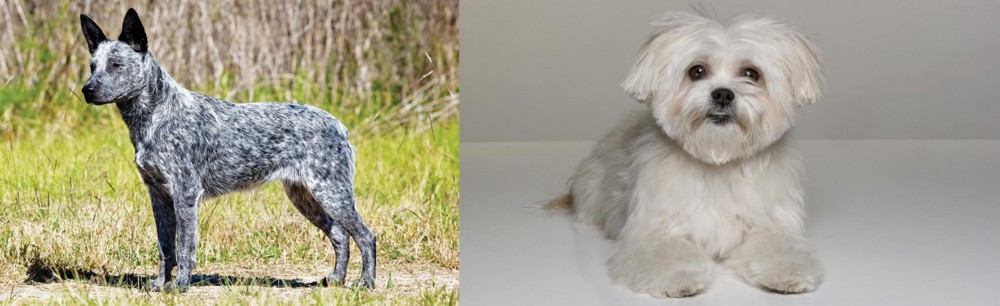 Kyi-Leo vs Australian Stumpy Tail Cattle Dog - Breed Comparison