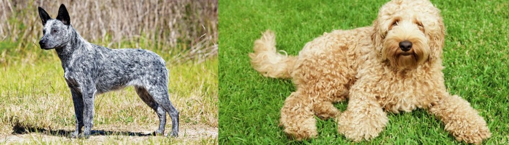 Labradoodle vs Australian Stumpy Tail Cattle Dog - Breed Comparison