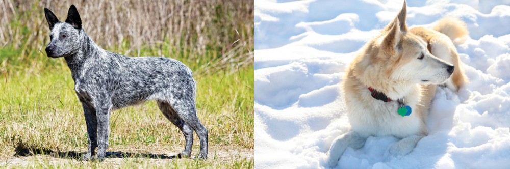 Labrador Husky vs Australian Stumpy Tail Cattle Dog - Breed Comparison