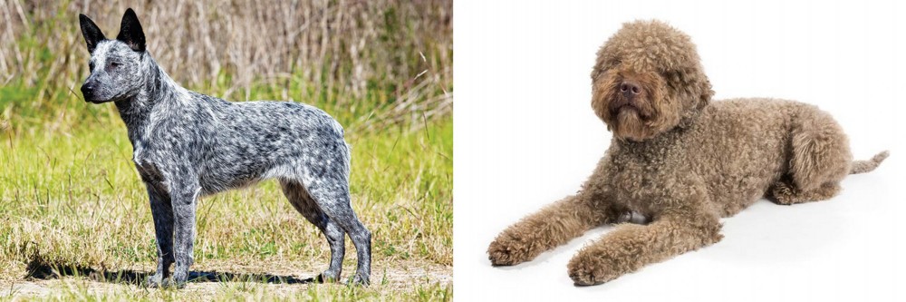 Lagotto Romagnolo vs Australian Stumpy Tail Cattle Dog - Breed Comparison