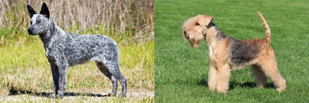 Lakeland Terrier vs Australian Stumpy Tail Cattle Dog - Breed Comparison