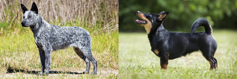 Lancashire Heeler vs Australian Stumpy Tail Cattle Dog - Breed Comparison