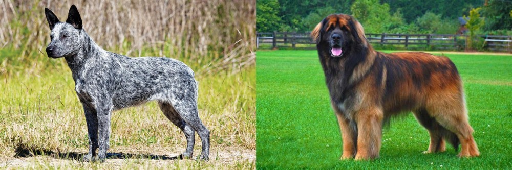 Leonberger vs Australian Stumpy Tail Cattle Dog - Breed Comparison