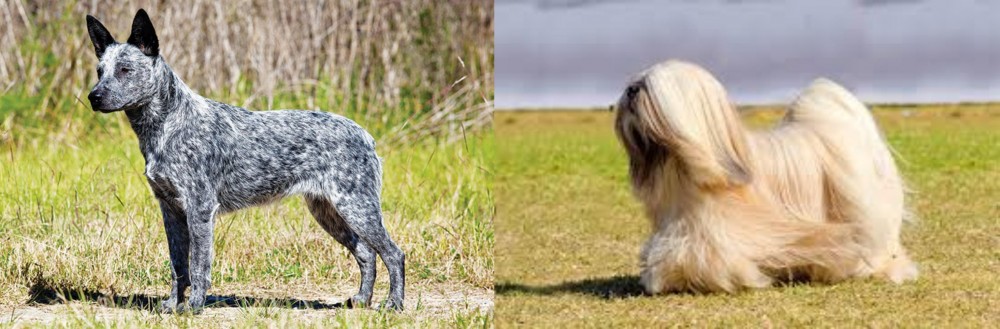 Lhasa Apso vs Australian Stumpy Tail Cattle Dog - Breed Comparison