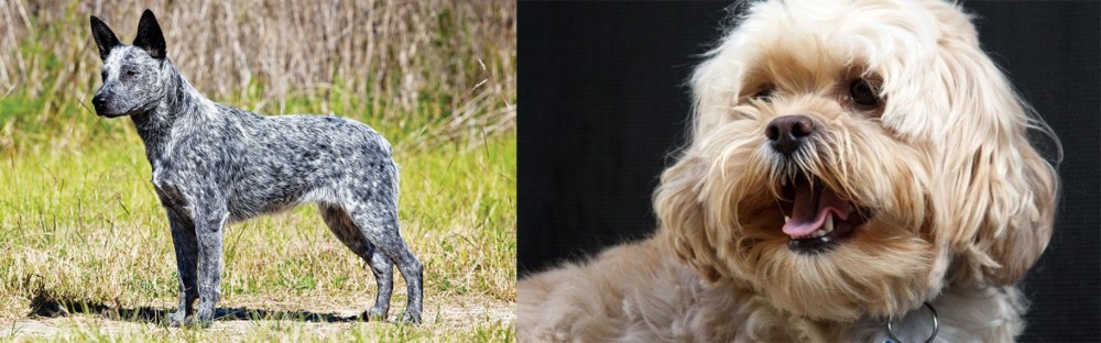 Lhasapoo vs Australian Stumpy Tail Cattle Dog - Breed Comparison