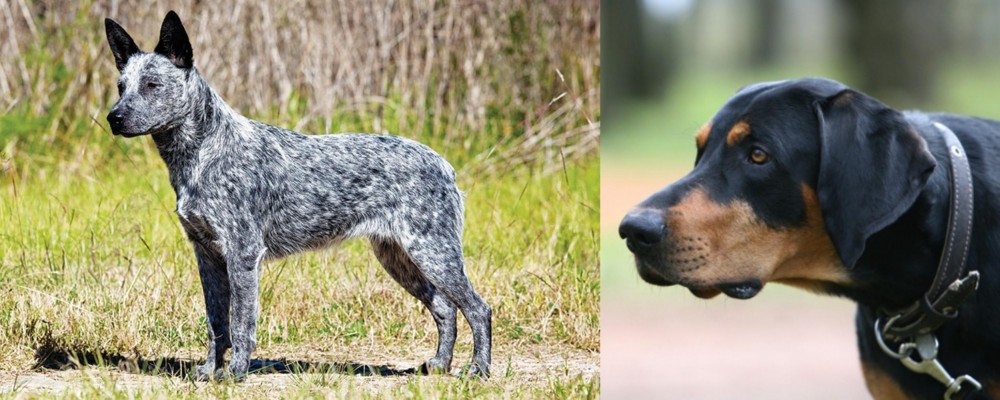 Lithuanian Hound vs Australian Stumpy Tail Cattle Dog - Breed Comparison
