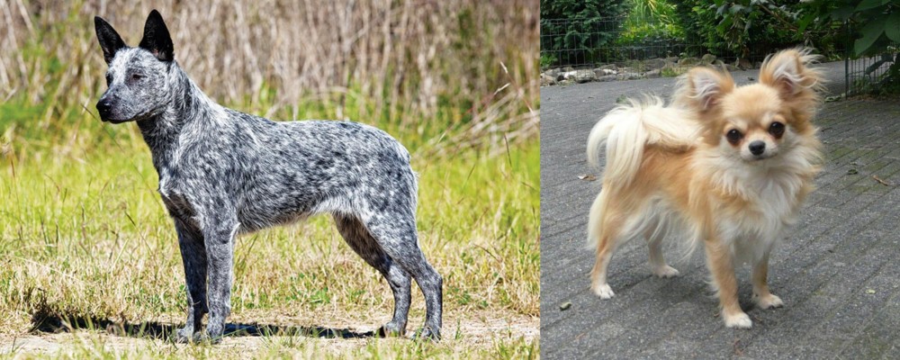 Long Haired Chihuahua vs Australian Stumpy Tail Cattle Dog - Breed Comparison