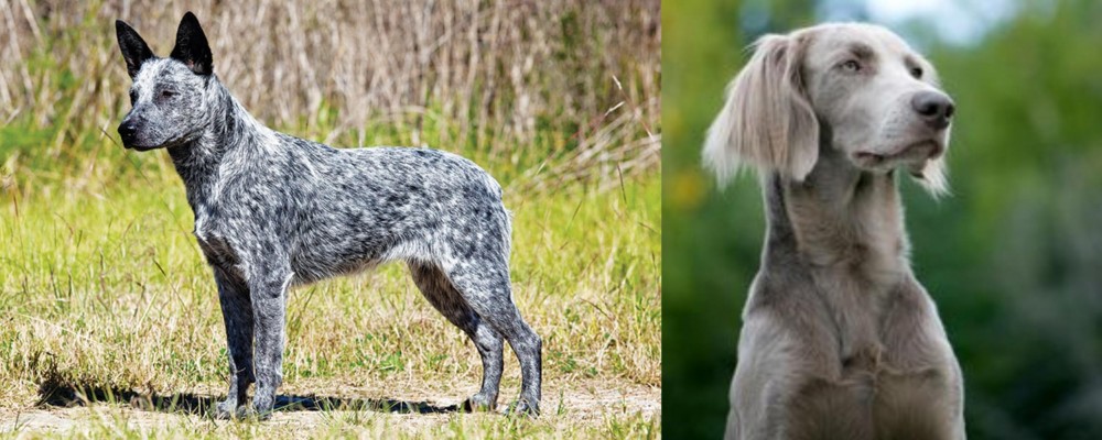 Longhaired Weimaraner vs Australian Stumpy Tail Cattle Dog - Breed Comparison