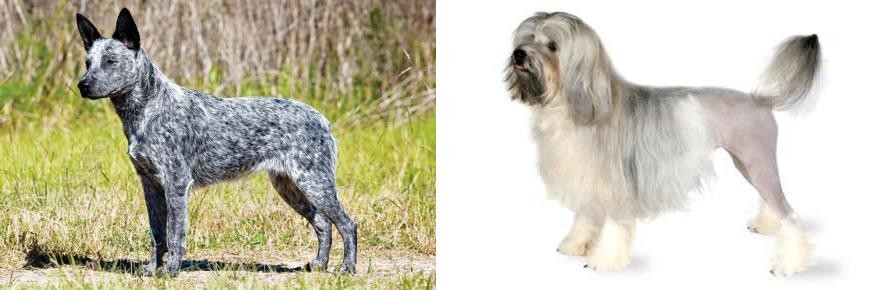 Lowchen vs Australian Stumpy Tail Cattle Dog - Breed Comparison