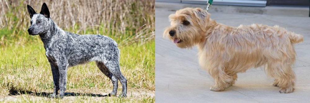 Lucas Terrier vs Australian Stumpy Tail Cattle Dog - Breed Comparison